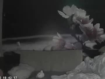 Freechat sophiesuvi on Chaturbate